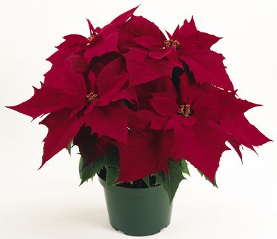 Poinsettia euphorbia pulcherrima