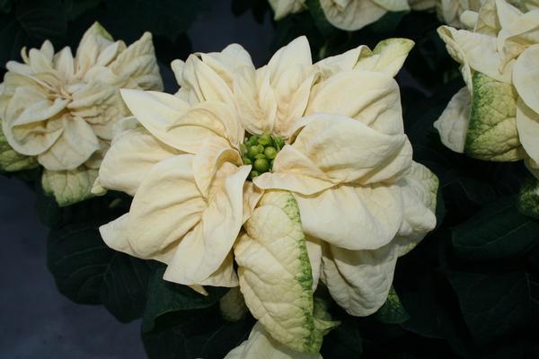 Poinsettia euphorbia pulcherrima