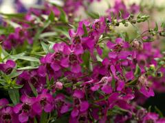 Angelonia angustifolia 'Carita Cascade Raspberry'