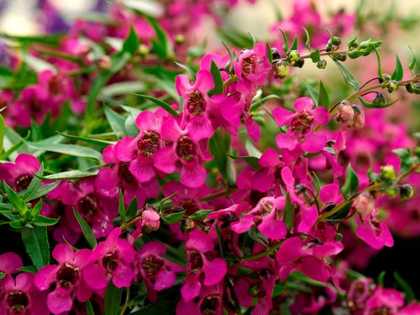 Angelonia angustifolia 'Carita Raspberry'