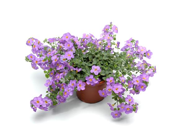 Bacopa sutera cordata 'Calypso Jumbo Deep Lavender'