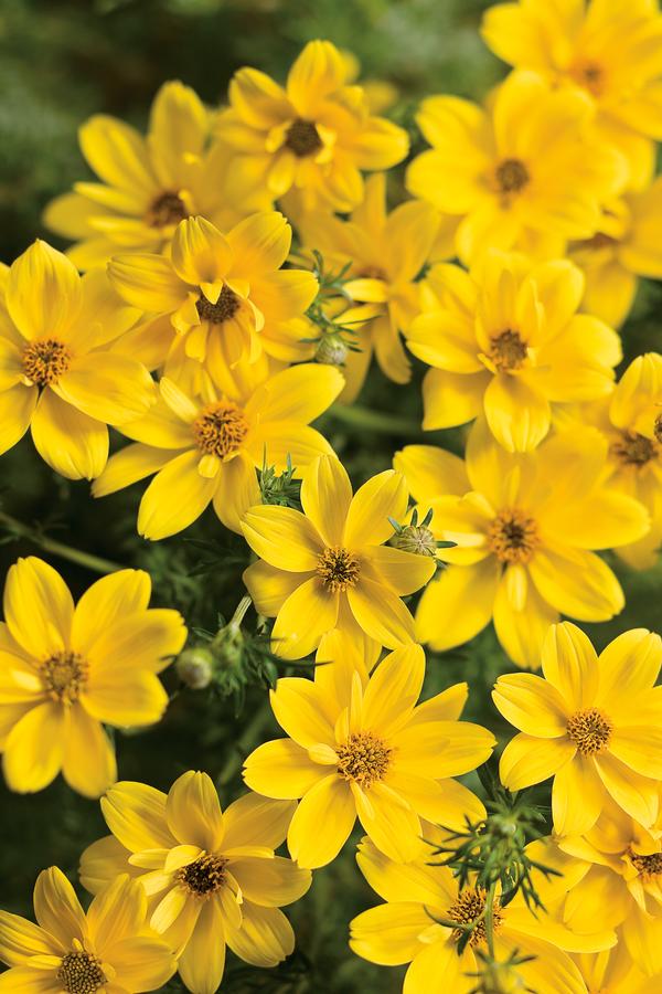 Bidens ferulifolia