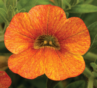 Calibrachoa hybrida