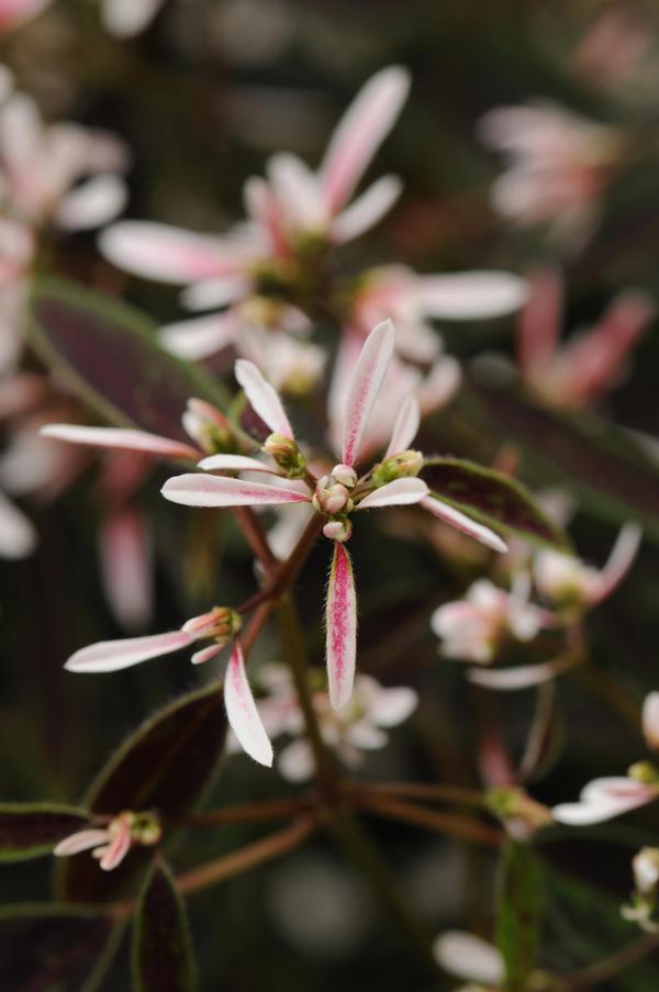 Euphorbia hypericifolia 'Breathless Blush'