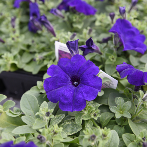 Petunia hybrida 'Madness Midnight'