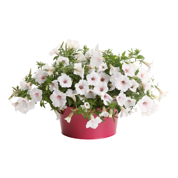 Petunia hybrida 'Supertunia Vista Silverberry'