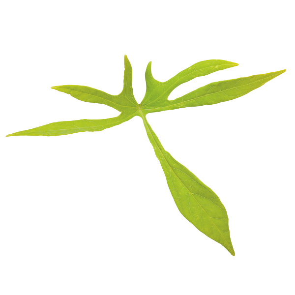 Ipomoea batatas 'Illusion Emerald Lace'