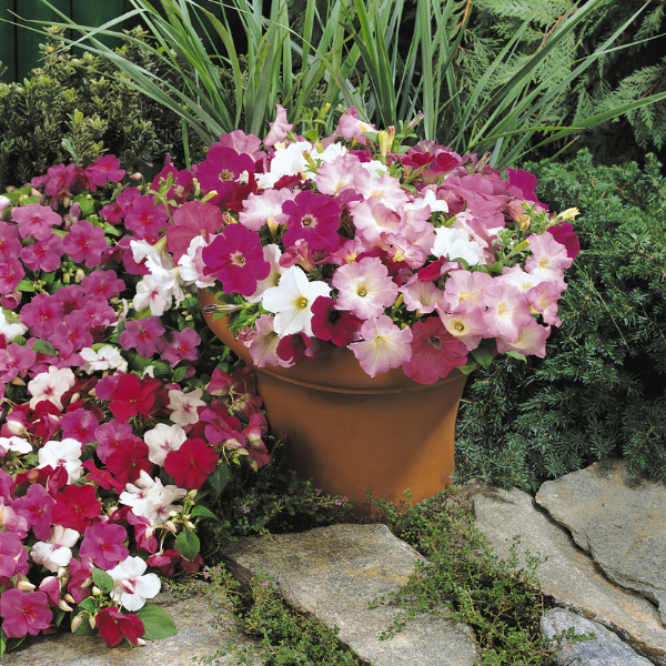 Petunia hybrida 'Madness Merlot Mix'