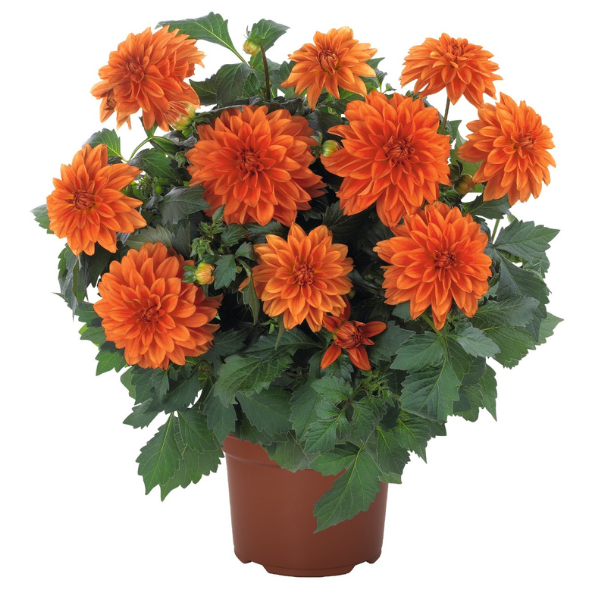 Dahlia hybrida 'Hypnotica Orange'