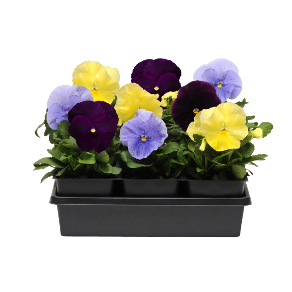 Pansy viola x wittrockiana 'Spring Matrix Tricolor Mix'