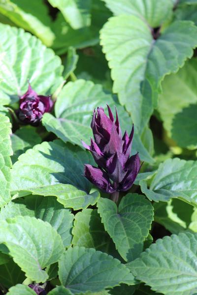 Salvia splendens 'Vista Purple'