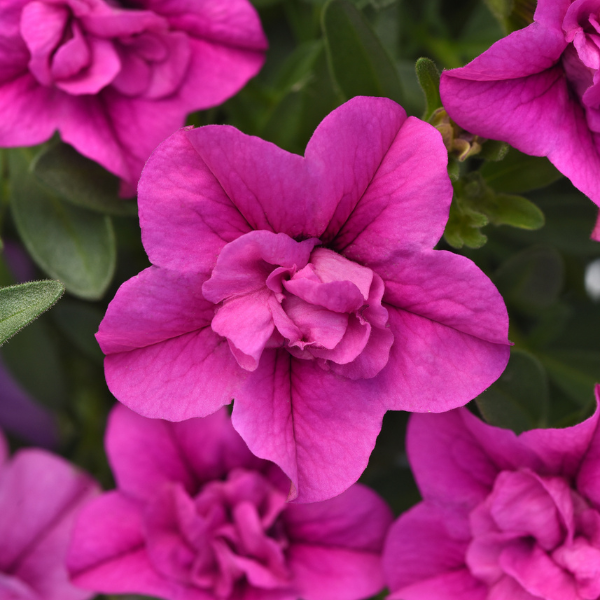 Calibrachoa hybrida 'Minifamous Neo Double Pink '24'