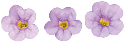 Calibrachoa hybrida 'Superbells Miss Lilac'