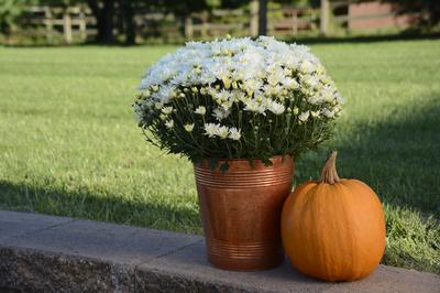 Mum chrysanthemum x morifolium 'Bertha White'