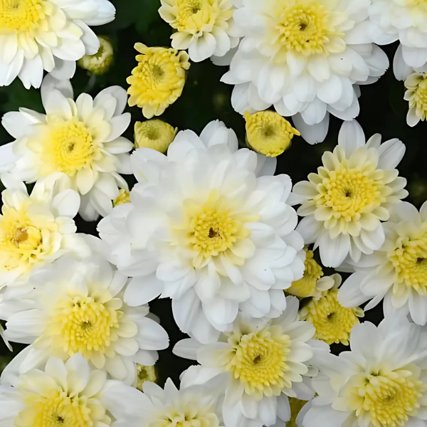 Mum chrysanthemum x morifolium 'Chelsey White'