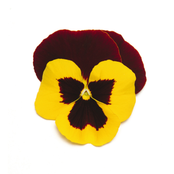 Pansy viola x wittrockiana 'Matrix Red Wing'