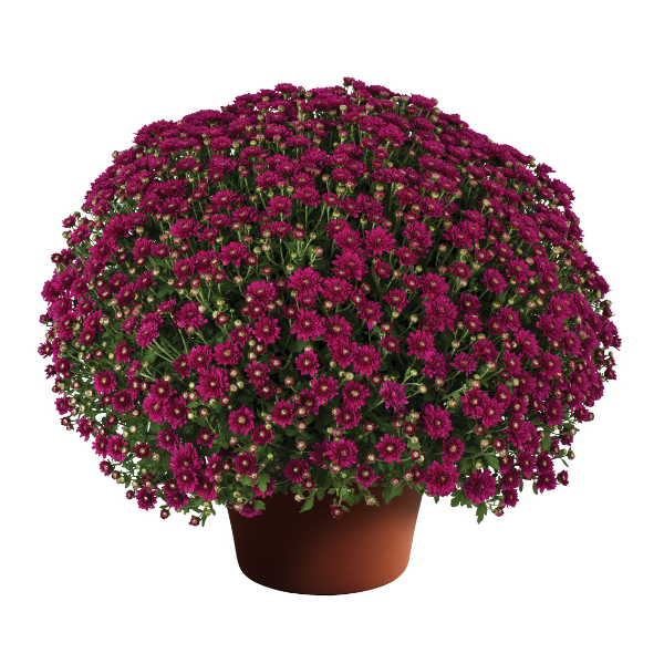 Mum chrysanthemum x morifolium 'Wanda Purple'