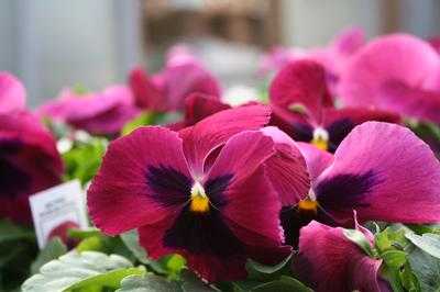 Pansy viola x wittrockiana 'Matrix Rose Blotch'
