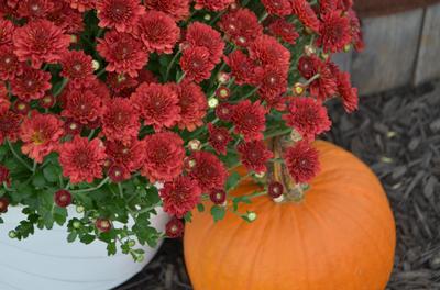 Mum chrysanthemum x morifolium 'Aideen Red Fire'