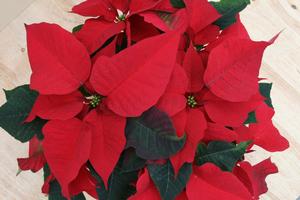 Poinsettia euphorbia pulcherrima 'Prestige Red'