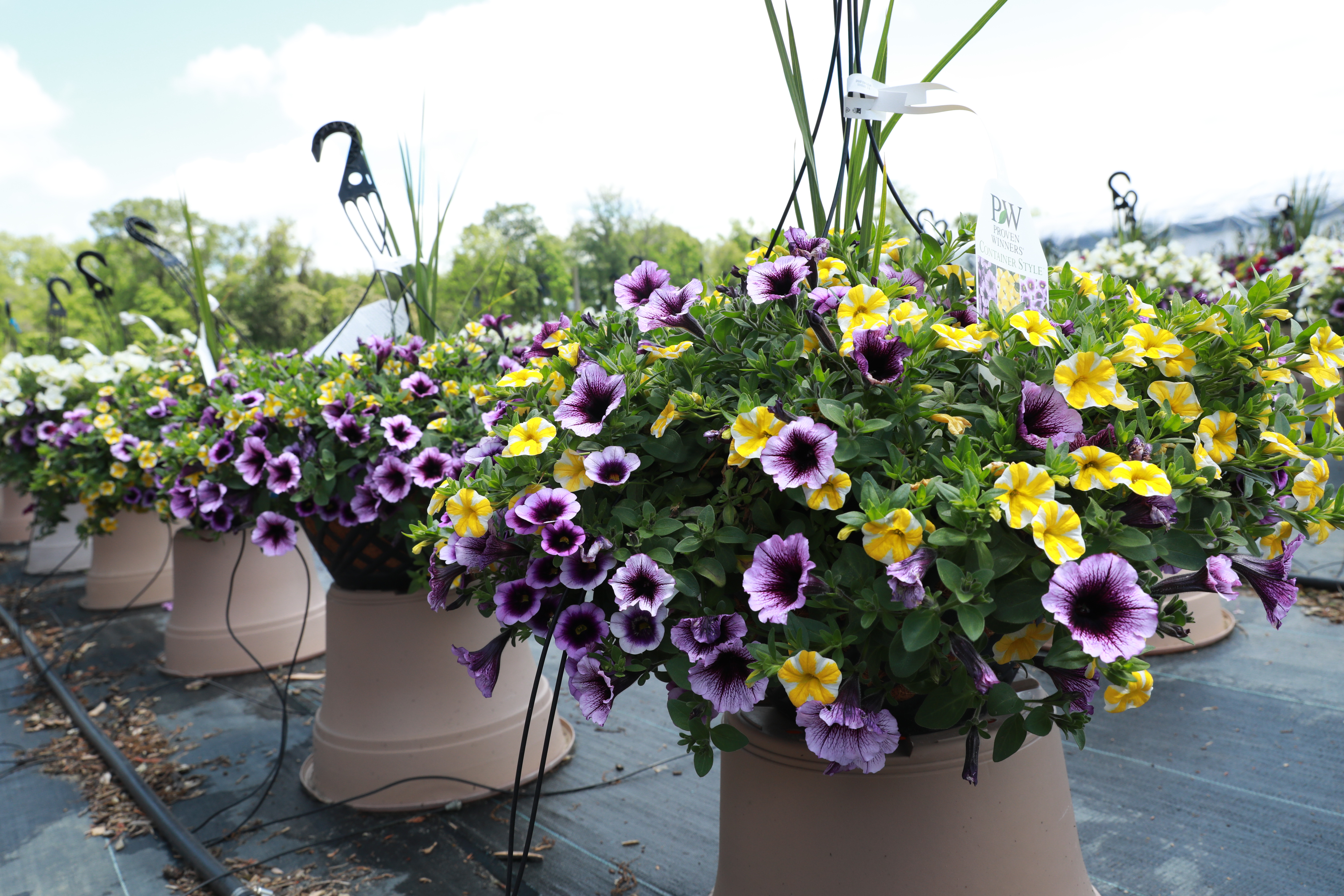 Spring Combo 'Combo #04'