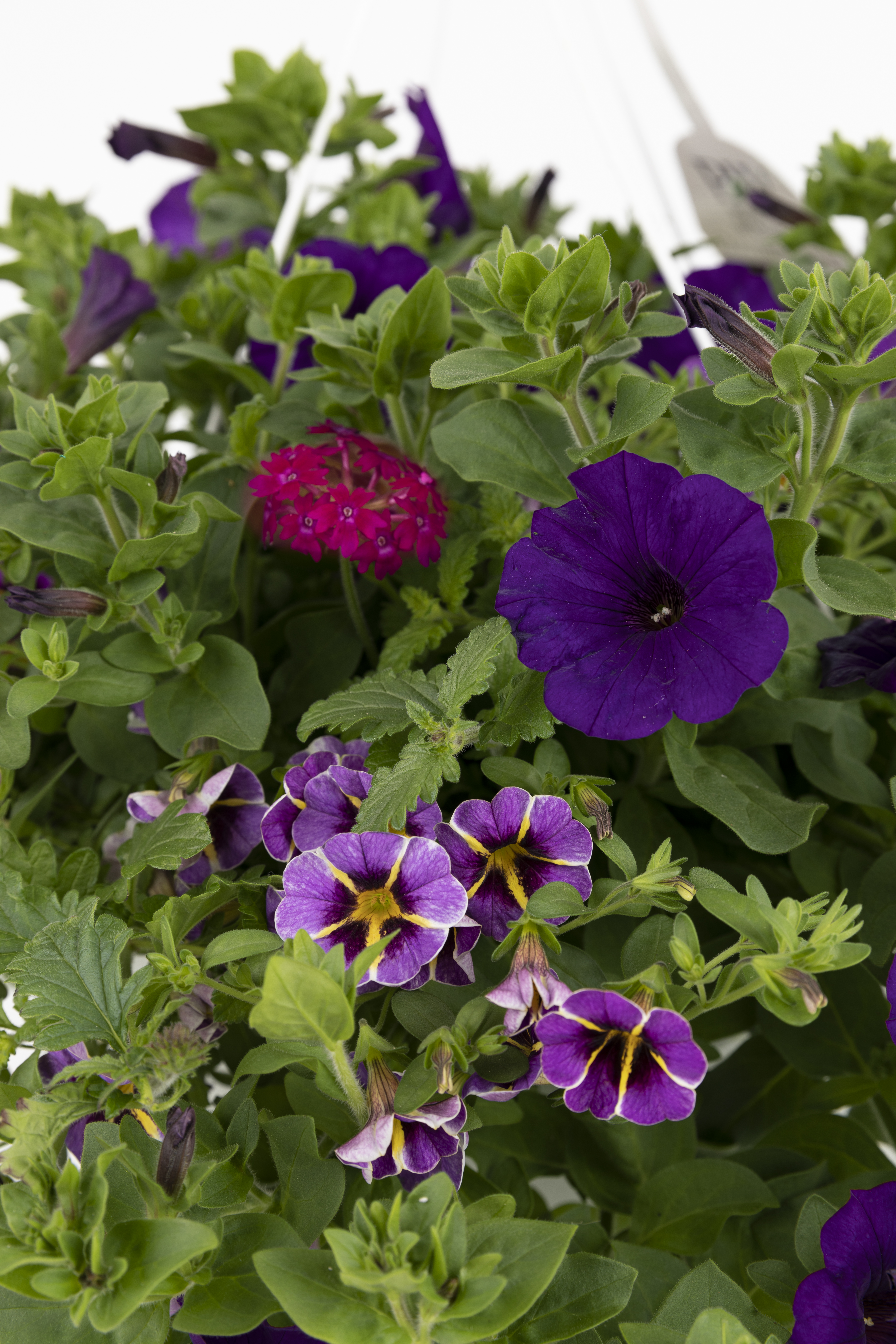 Spring Combo 'Combo #06'