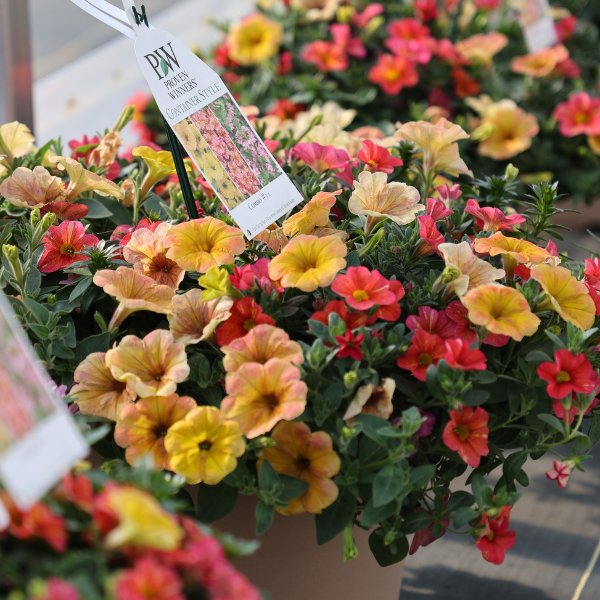 Spring Combo 'Combo #11'