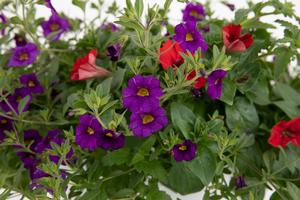 Spring Combo 'Combo #12'