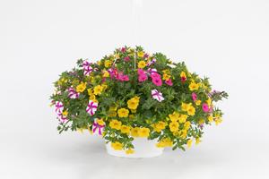 Spring Combo 'Combo #14'