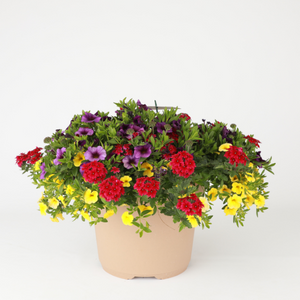 Spring Combo 'Combo #15'