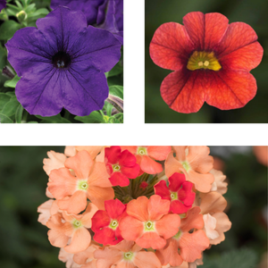 Spring Combo 'Combo #18'