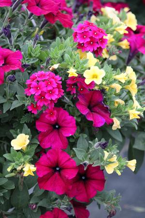 Spring Combo 'Combo #19'