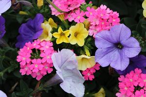 Spring Combo 'Combo #21'