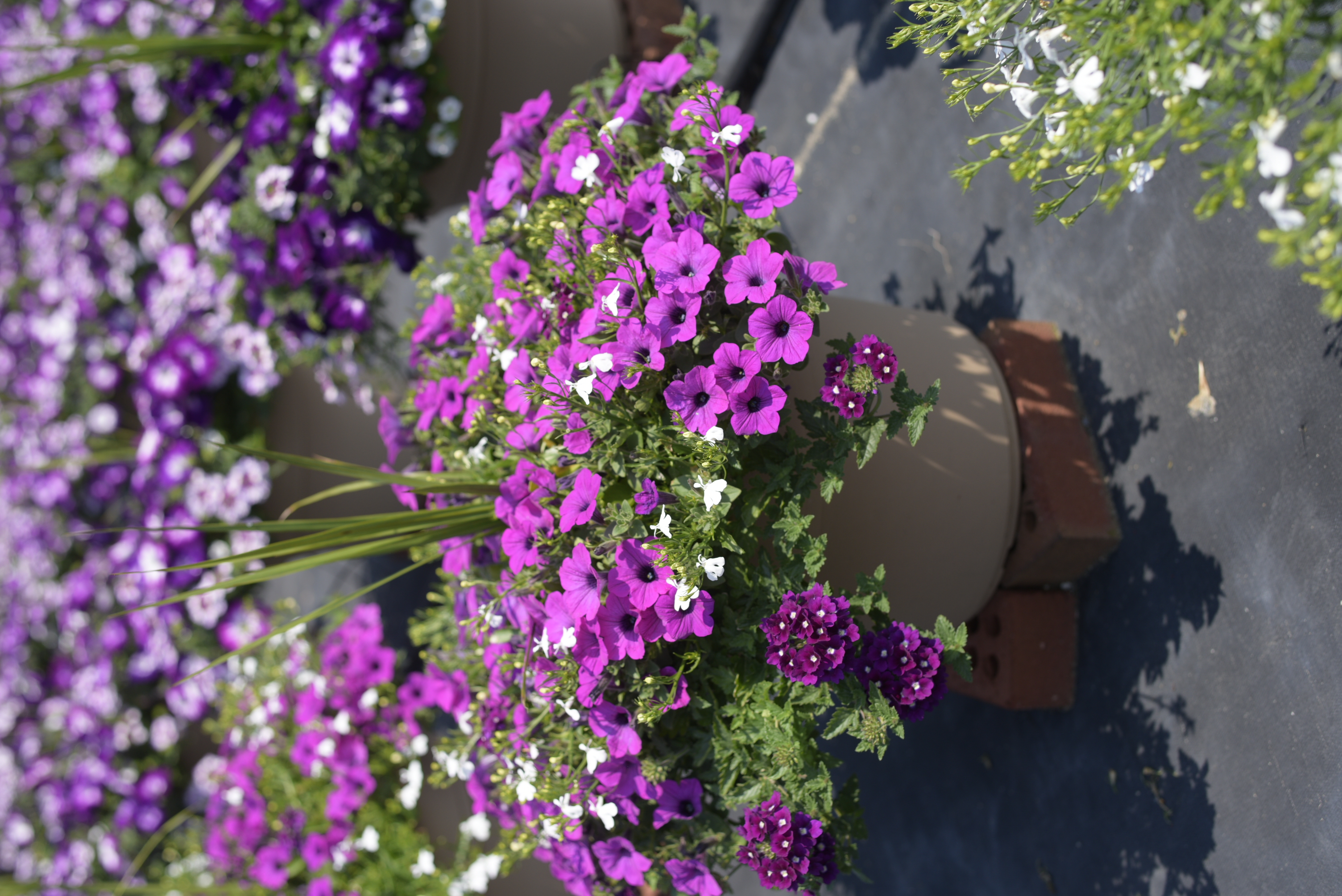 Spring Combo 'Combo #24'