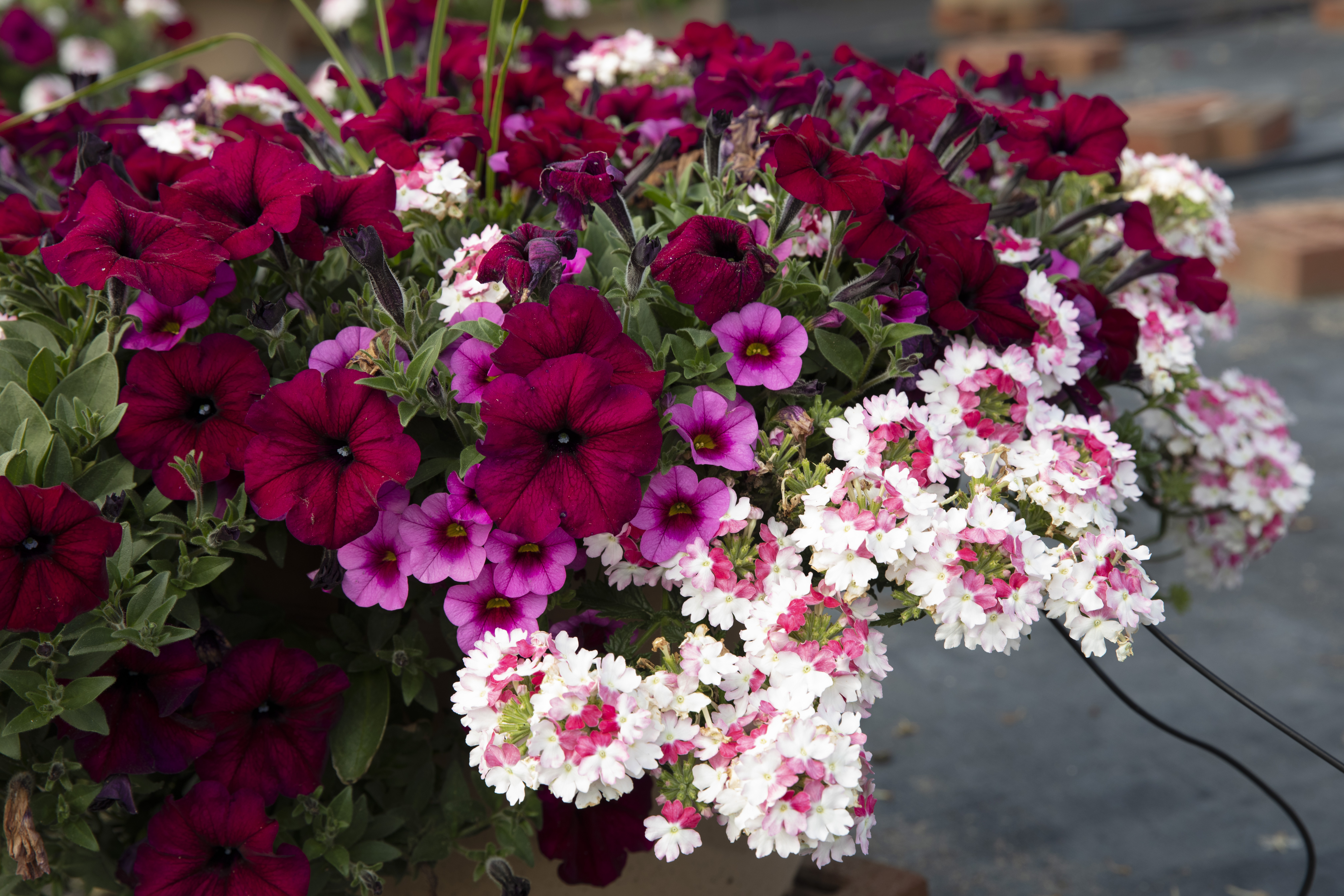 Spring Combo 'Combo #27'