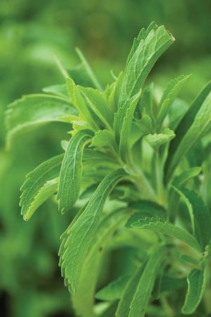 Herb 'Stevia Sweet Leaf'