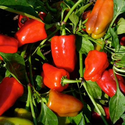 Vegetable 'Pepper Cajun Belle'