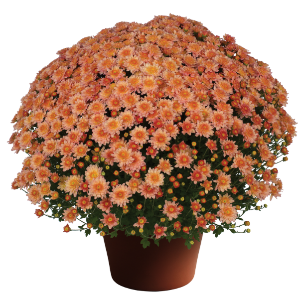 Mum chrysanthemum x morifolium 'Chelsey Coral'
