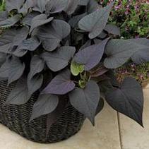 Ipomoea batatas 'Sidekick Heart Black'