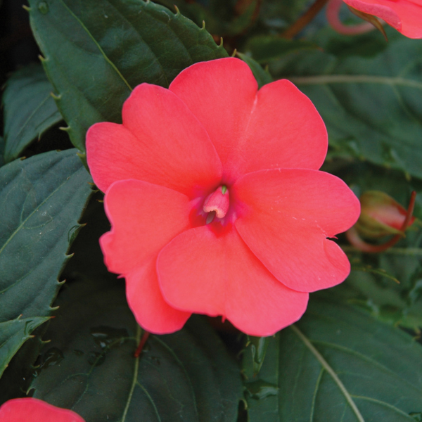 SunPatiens hybrida 'Compact Deep Rose'