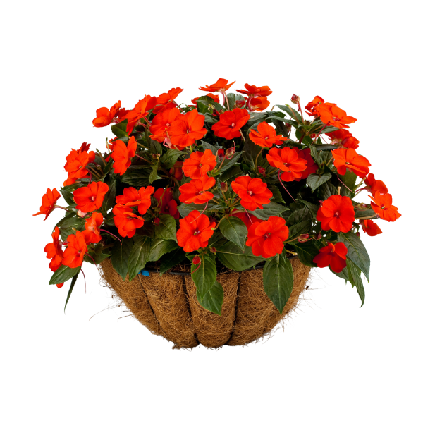 SunPatiens hybrida 'Compact Electric Orange'