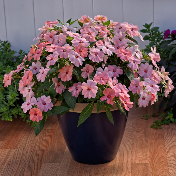 SunPatiens hybrida 'Vigorous Pink Kiss'