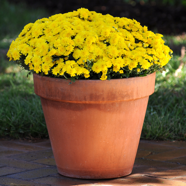 Mum chrysanthemum x morifolium 'Yellow Tang'