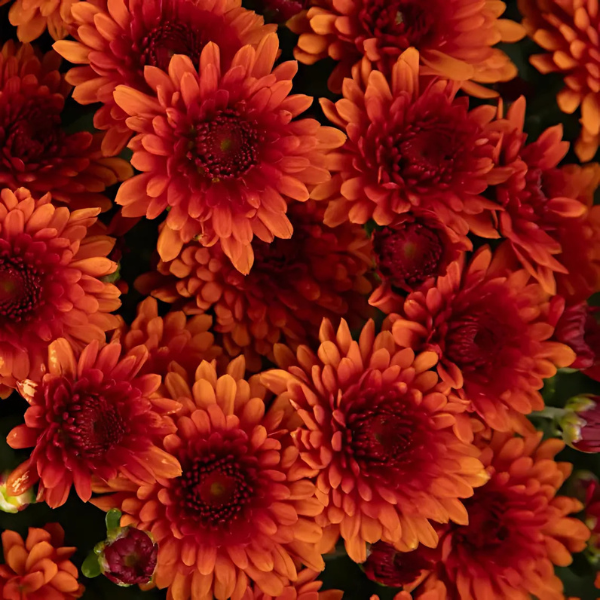 Mum chrysanthemum x morifolium 'Beverly Bronze'
