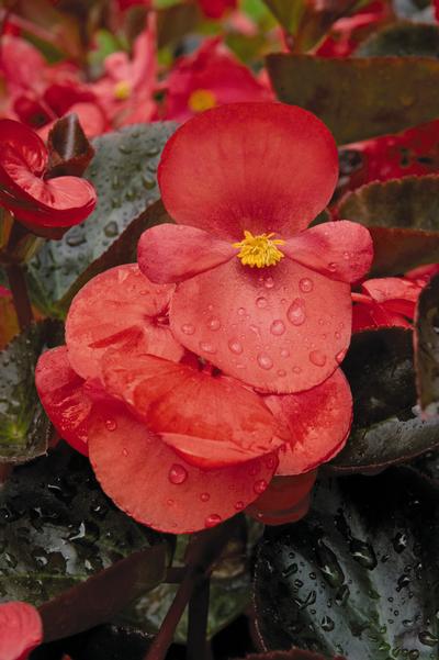 Begonia benariensis 'Big Bronze Leaf Red'