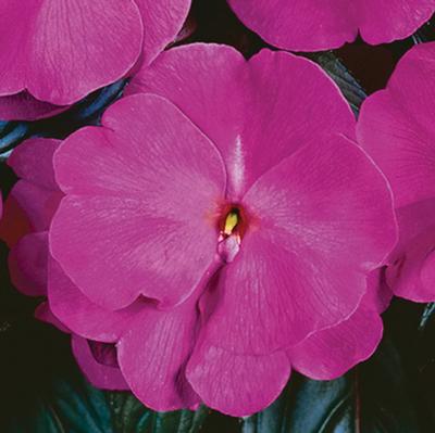 New Guinea impatiens hawkerii 'Sonic Amethyst'