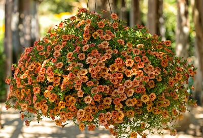 Calibrachoa hybrida 'Callie Apricot'