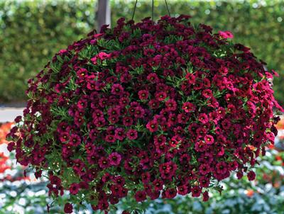 Calibrachoa hybrida 'Callie Burgundy'