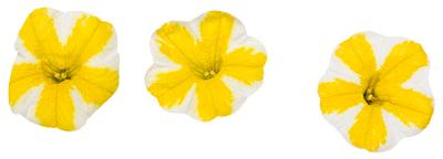 Calibrachoa hybrida 'Superbells Lemon Slice'