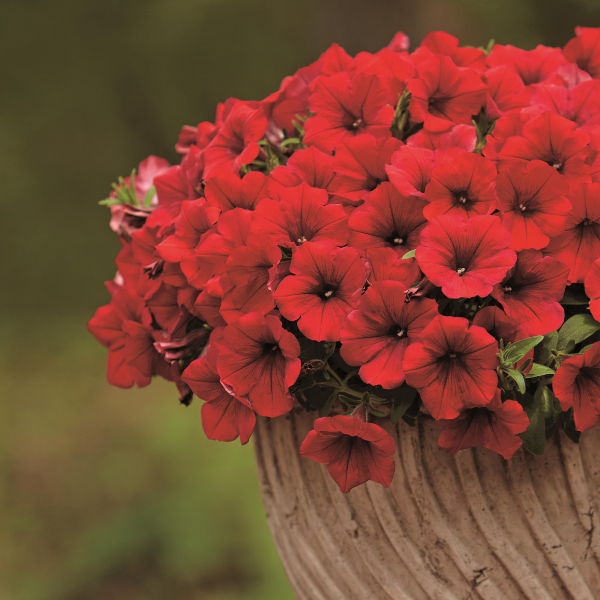 Petunia hybrida 'Surfinia Deep Red'